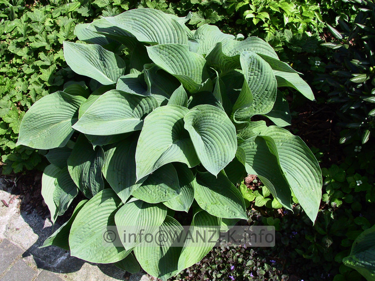 Hosta tokudama Perle 05.jpg